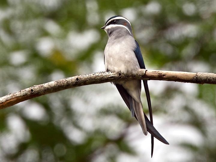 Moustached Treeswift