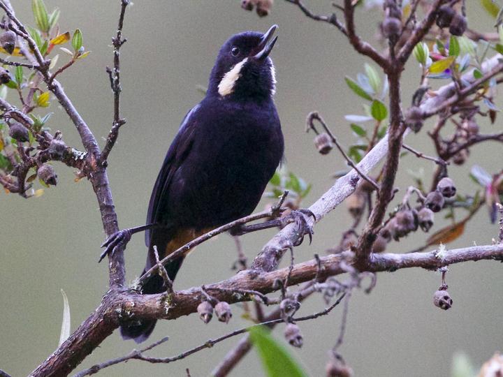 Moustached Flowerpiercer
