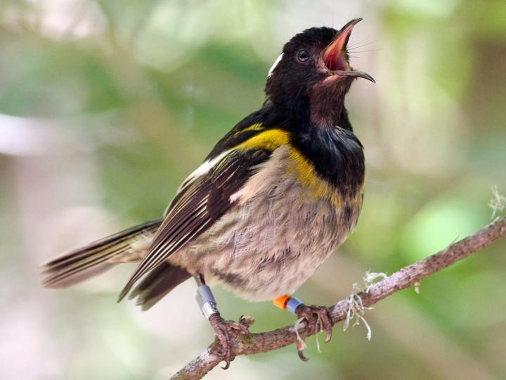 Stitchbird