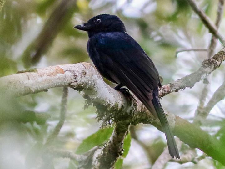 Drongo Fantail