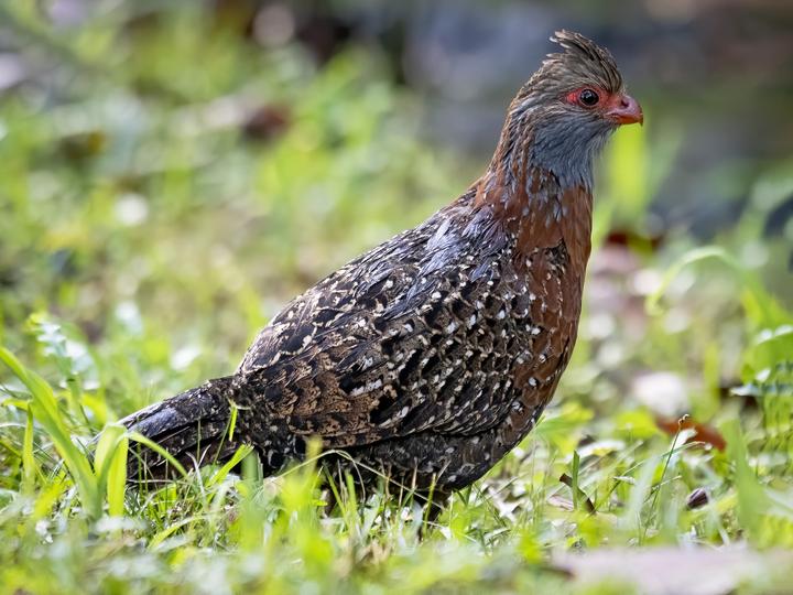 Bearded Wood Partridge