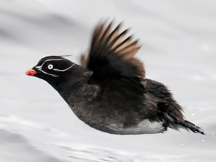 Whiskered Auklet