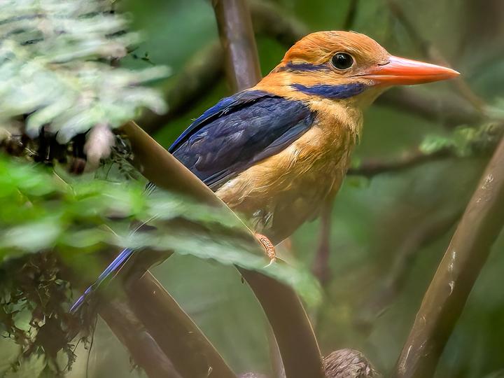 Moustached Kingfisher