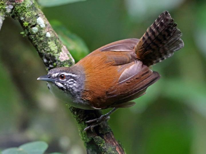 Moustached Wren