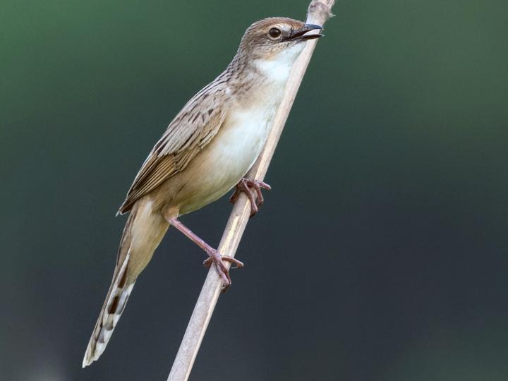 Bristled Grassbird