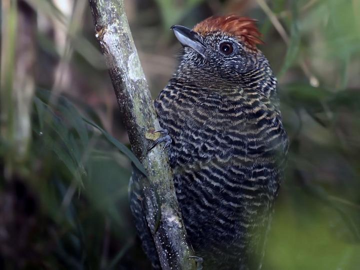 Tufted Antshrike