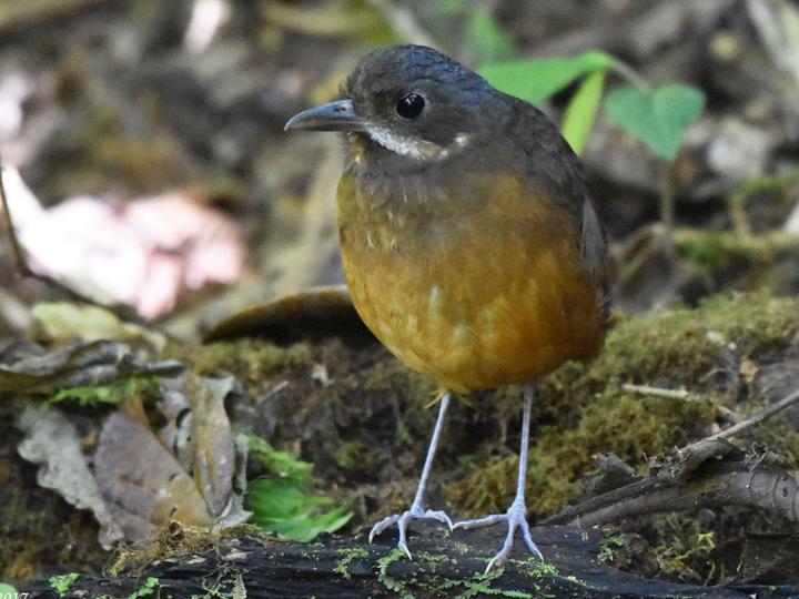 Moustached Antpitta