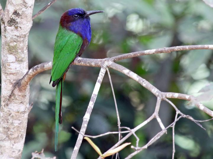 Purple-bearded Bee-eater