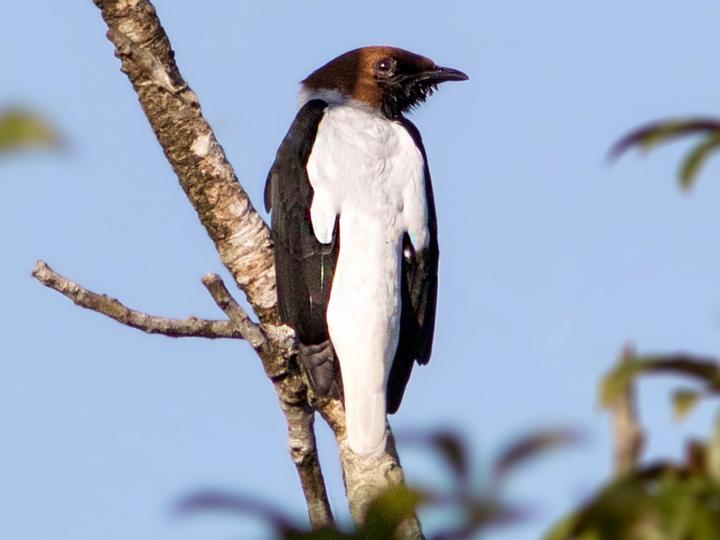 Bearded Bellbird