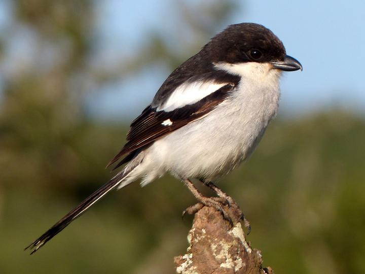 Southern Fiscal