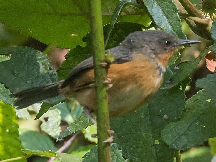 Rwenzori Apalis