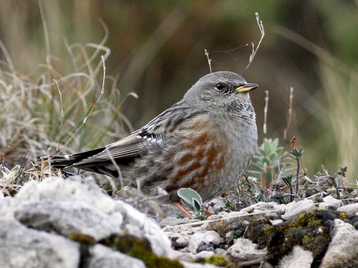 Alpine Accentor