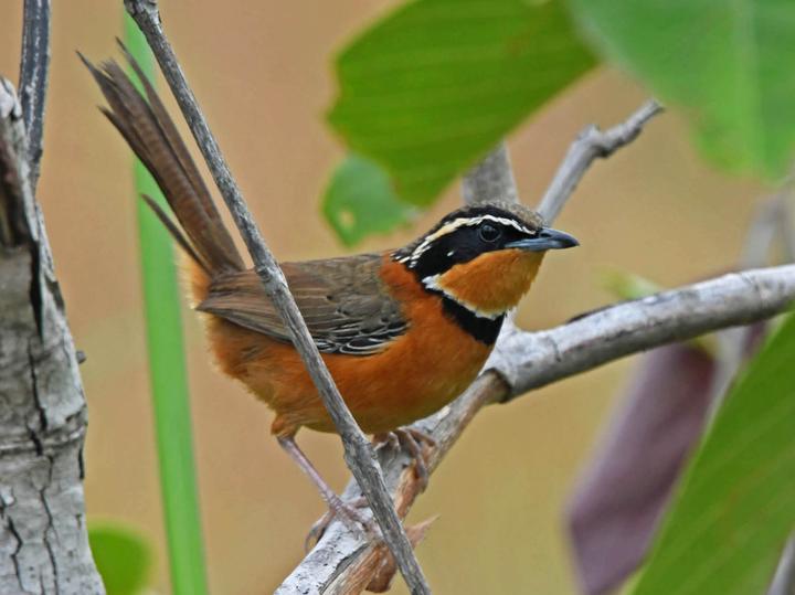 Collared Crescentchest