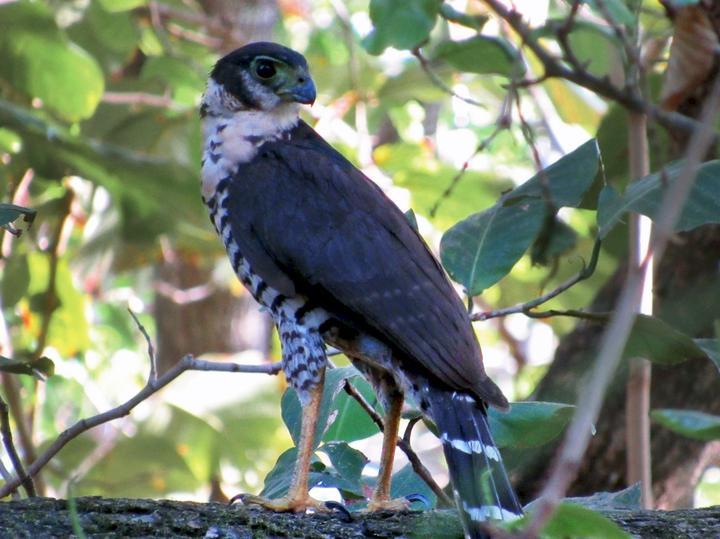 Collared Forest Falcon