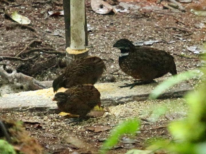 Gorgeted Wood Quail