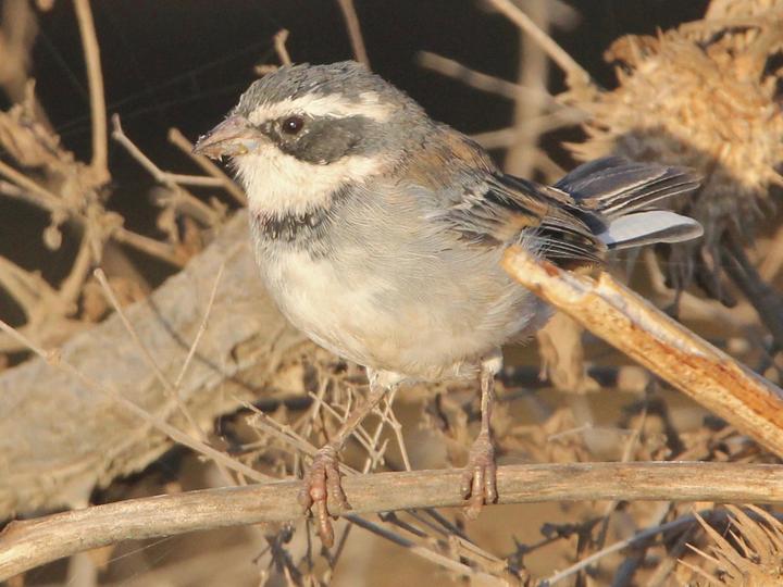 Collared Warbling Finch
