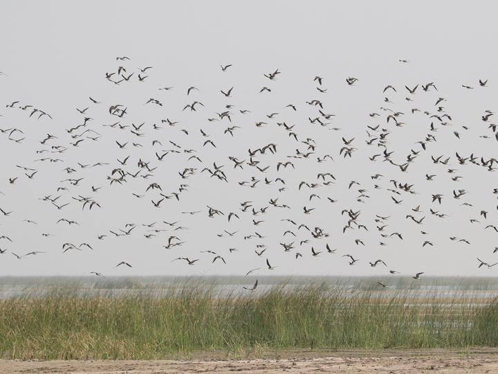 Collared Pratincole