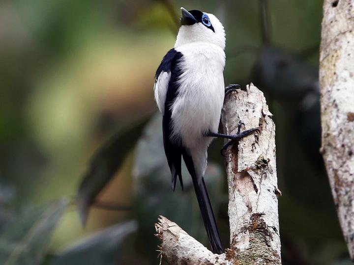 Frill-necked Monarch