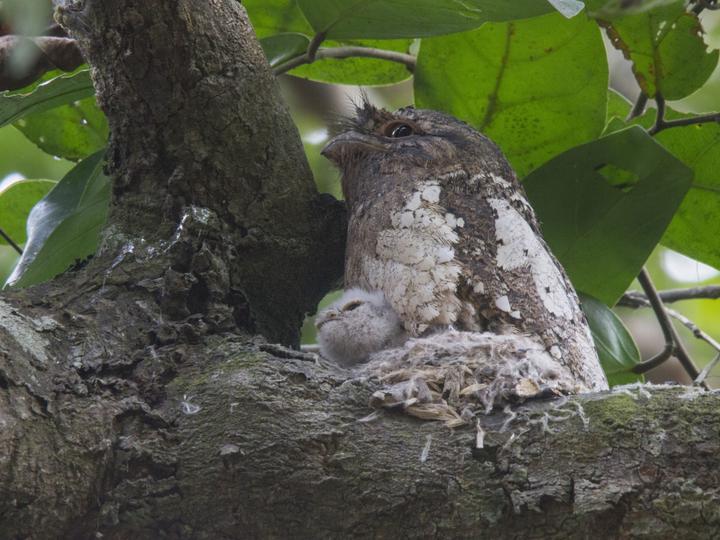 Sri Lanka Frogmouth