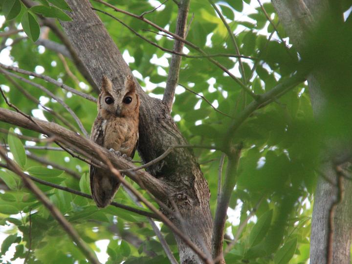 Collared Scops Owl