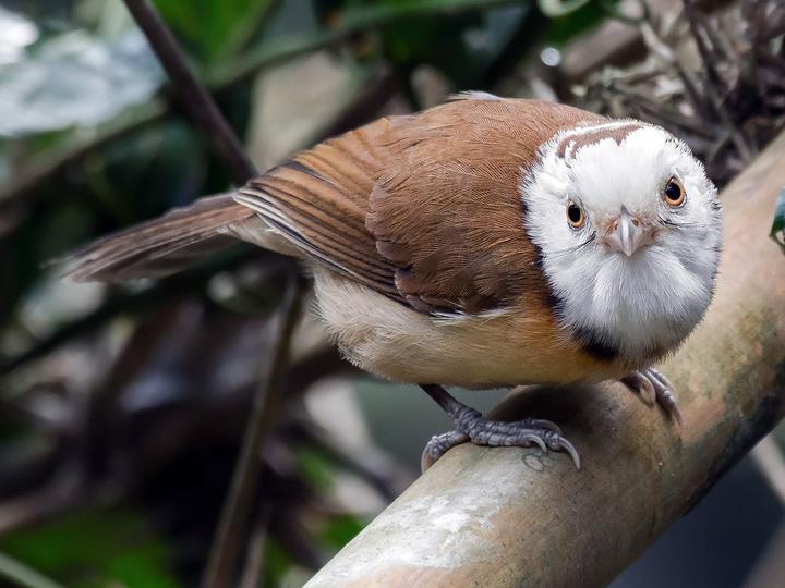 Collared Babbler