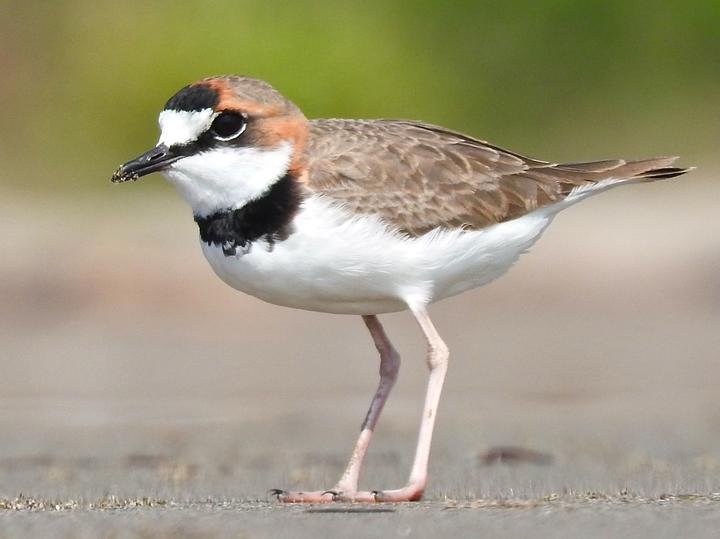 Collared Plover