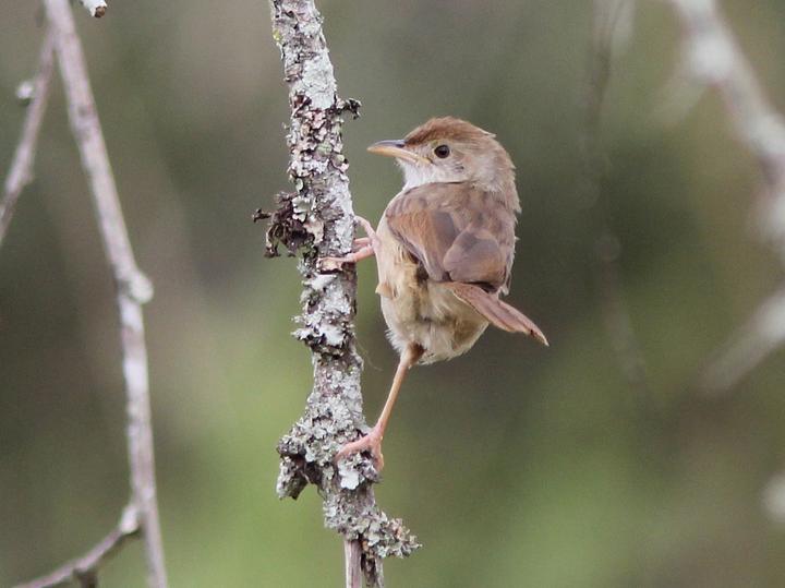 Trilling Cisticola