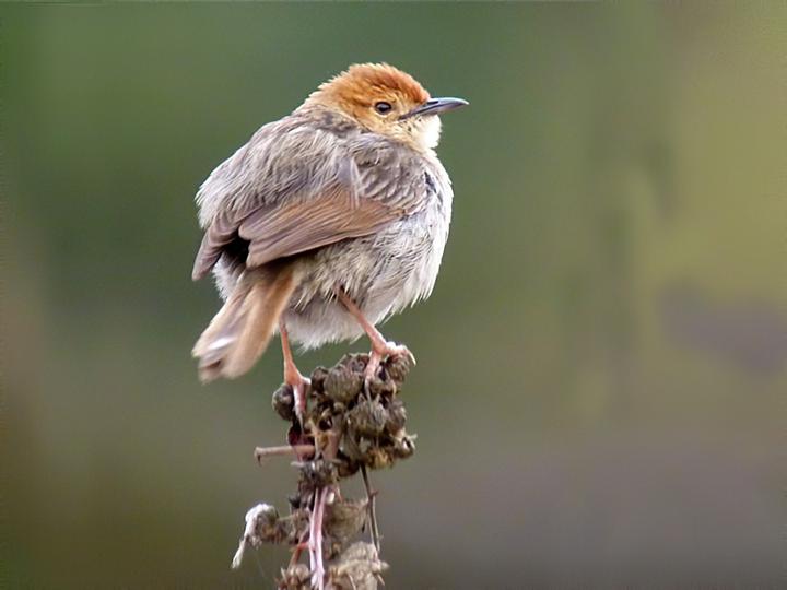 Churring Cisticola