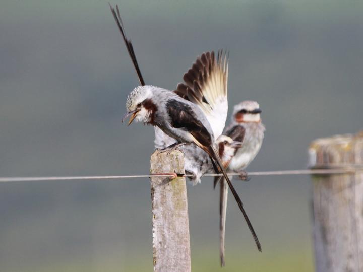 Streamer-tailed Tyrant