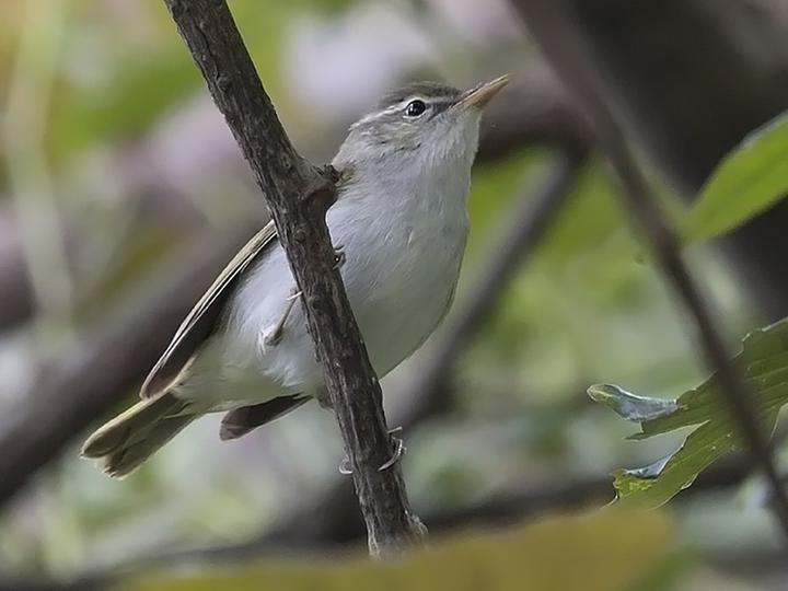 Ijima's Leaf Warbler