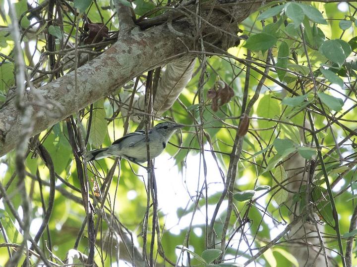 Pectoral Antwren