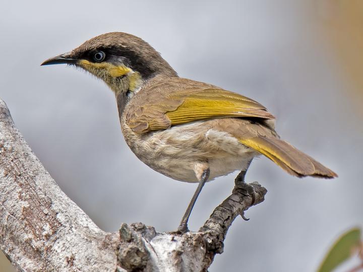 Mangrove Honeyeater