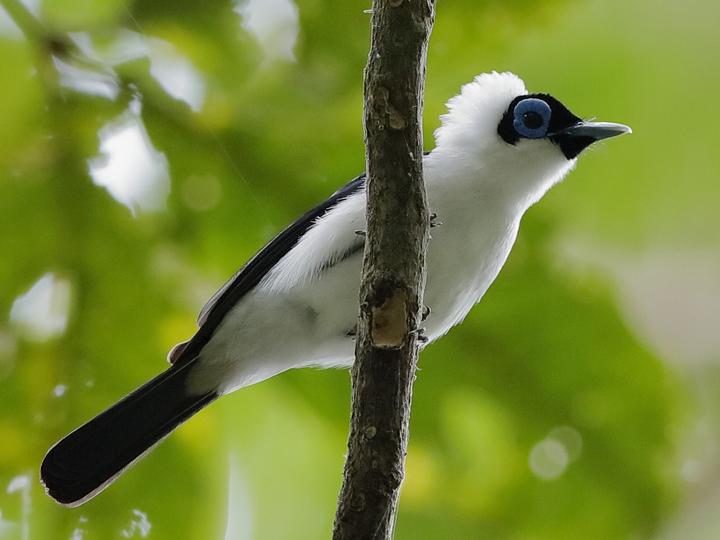 Frilled Monarch