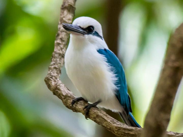 Marquesan Kingfisher