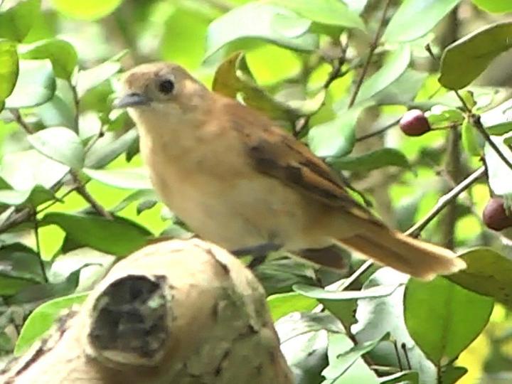 Marquesan Monarch