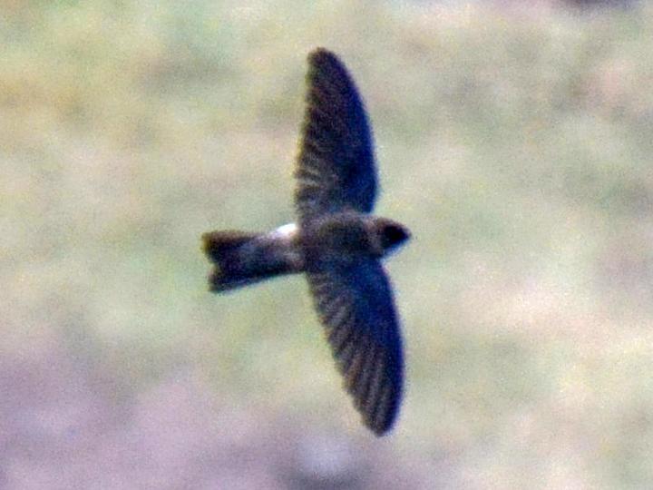 Marquesan Swiftlet
