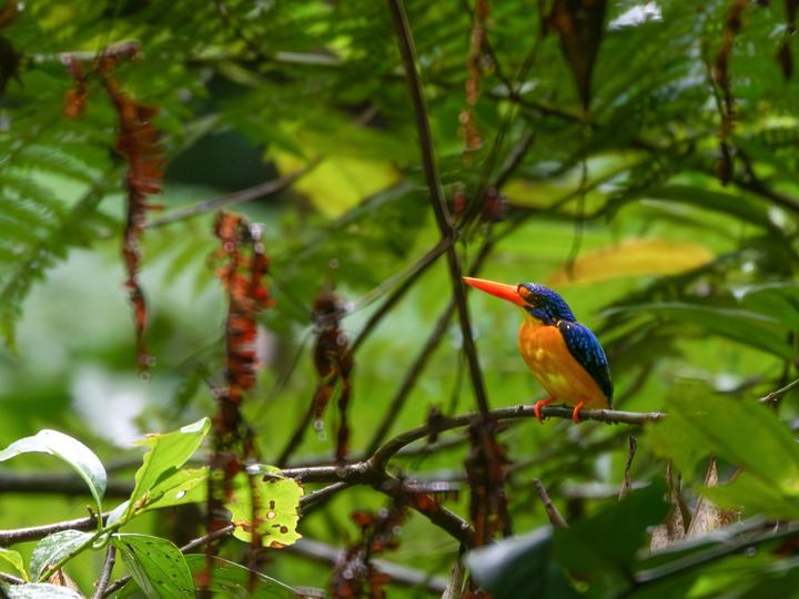 Manus Dwarf Kingfisher