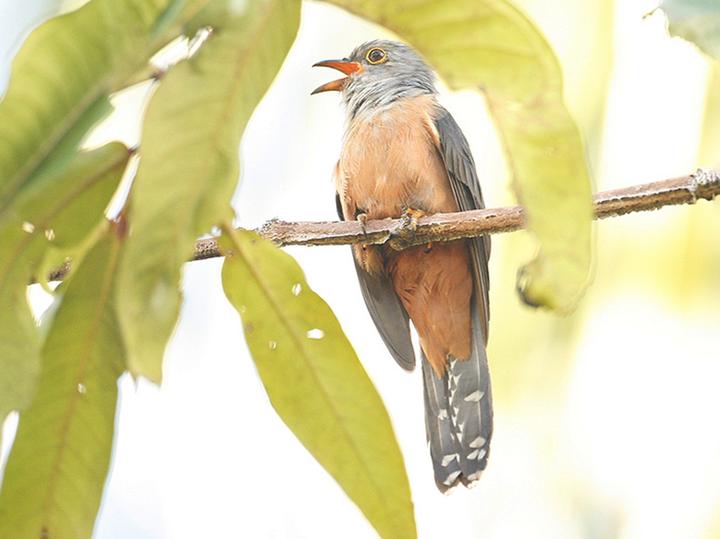 Manus Brush Cuckoo
