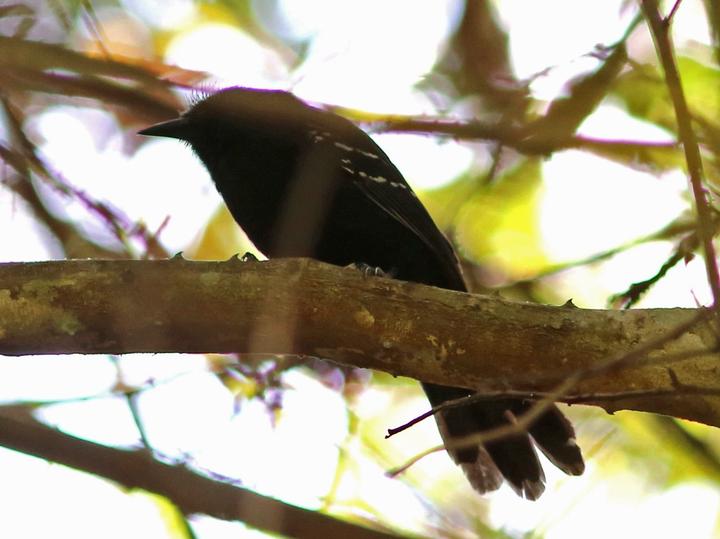 Manu Antbird