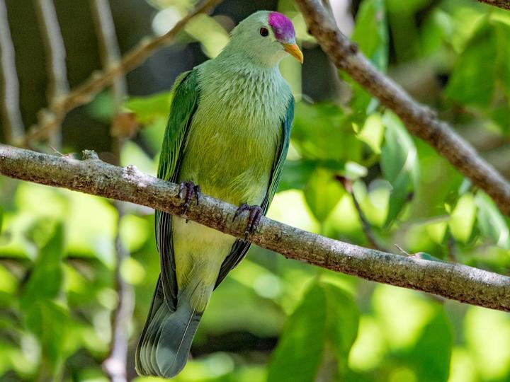 Makatea Fruit Dove