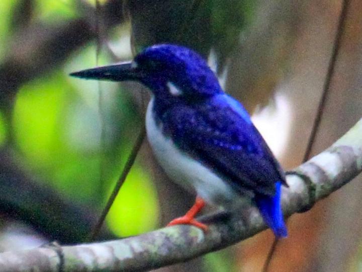 Makira Dwarf Kingfisher