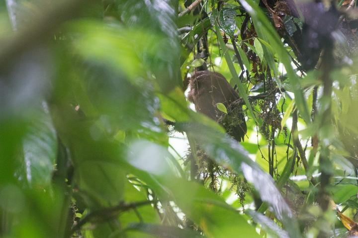 Makira Owl
