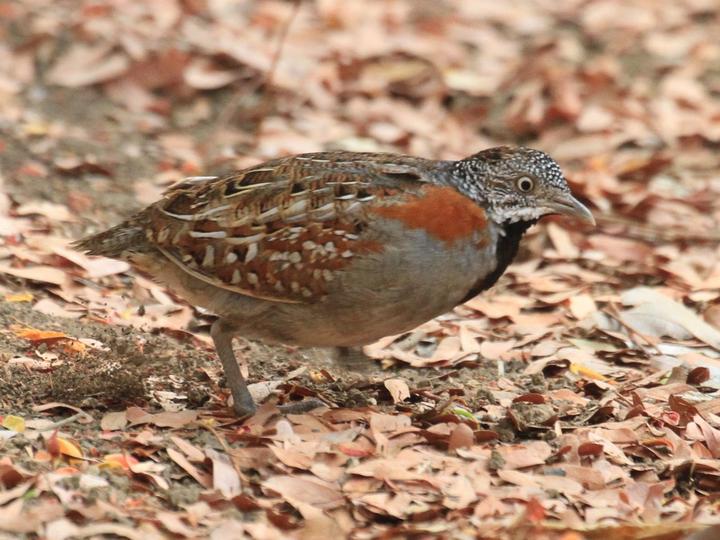Madagascar Buttonquail