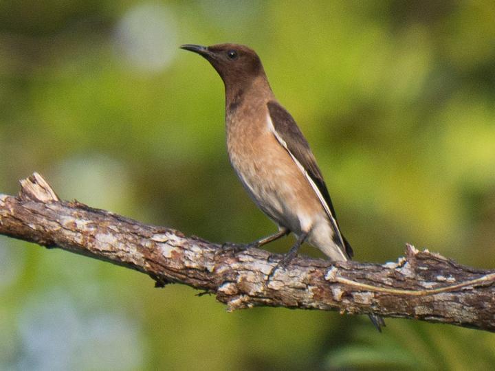 Madagascar Starling