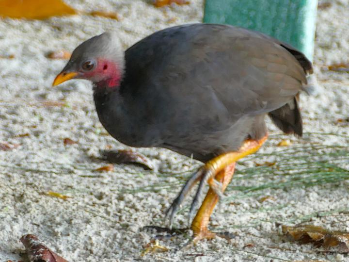 Micronesian Megapode