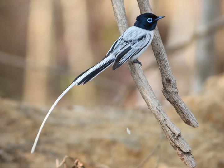 Malagasy Paradise Flycatcher