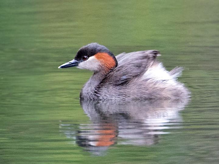 Madagascar Grebe