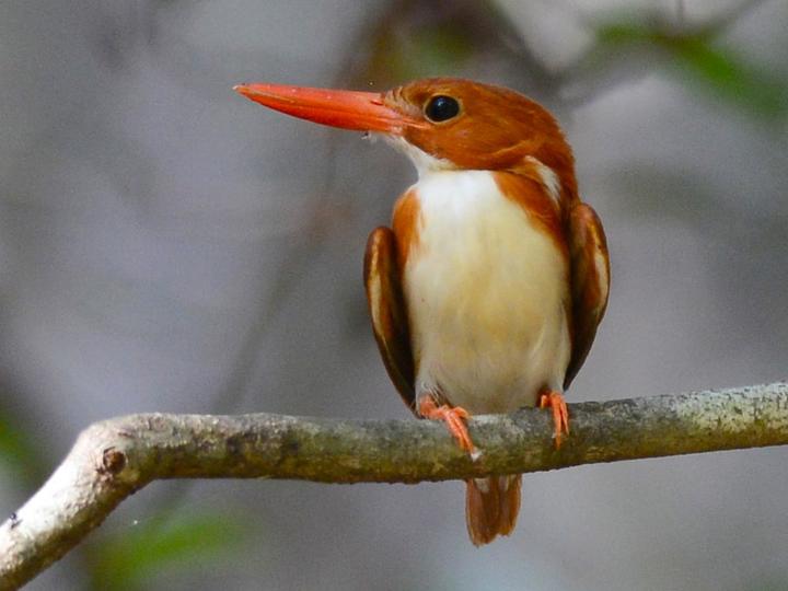 Madagascar Pygmy Kingfisher