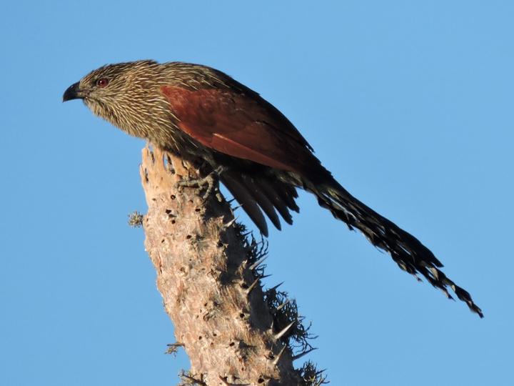 Malagasy Coucal