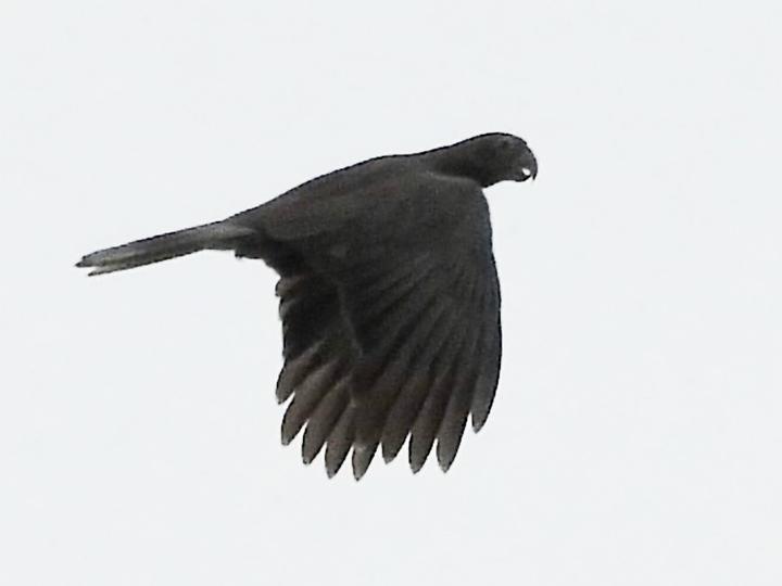 马岛小鹦鹉